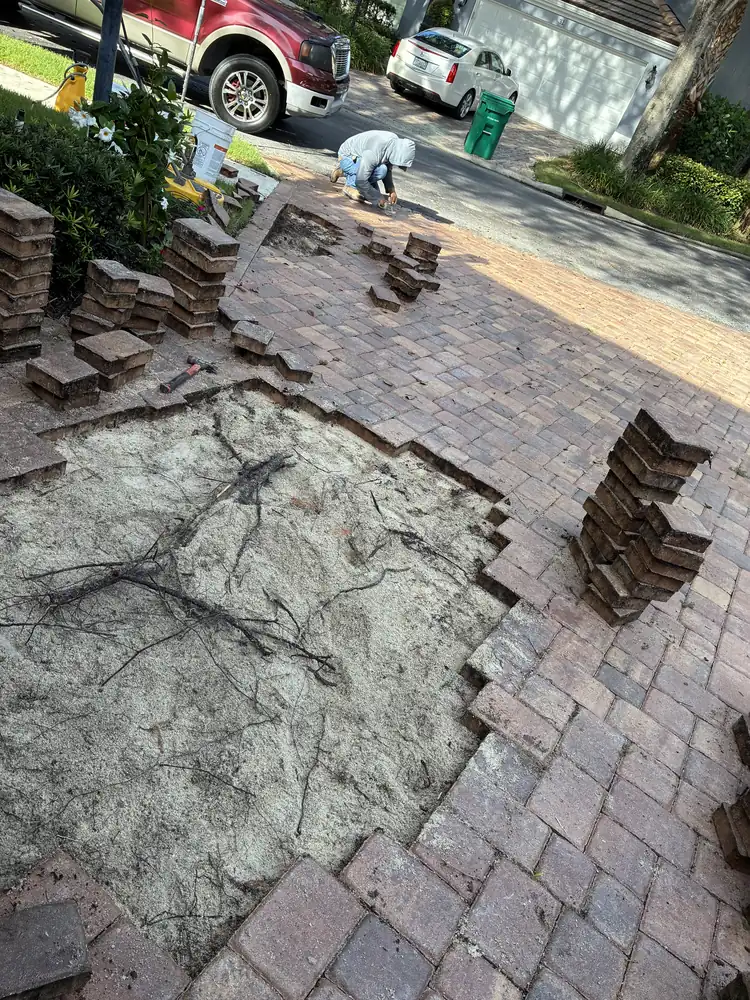 Wide view of existing driveway pavers lifted during a Palm Beach County tree-root repair